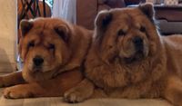 Lux-Chow&acute;s Bella- Kimba + Pepper