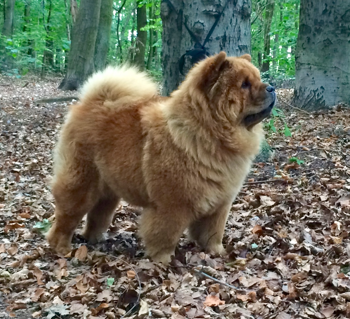 Unsere Chows / Our Dogs