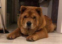 Lux-Chow&acute;s Bella- Kimba